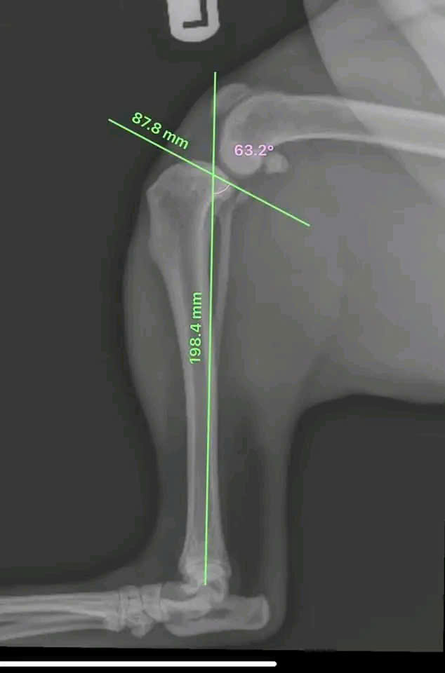 Bệnh viện Thú Y Gia Kiệm - Hình 12